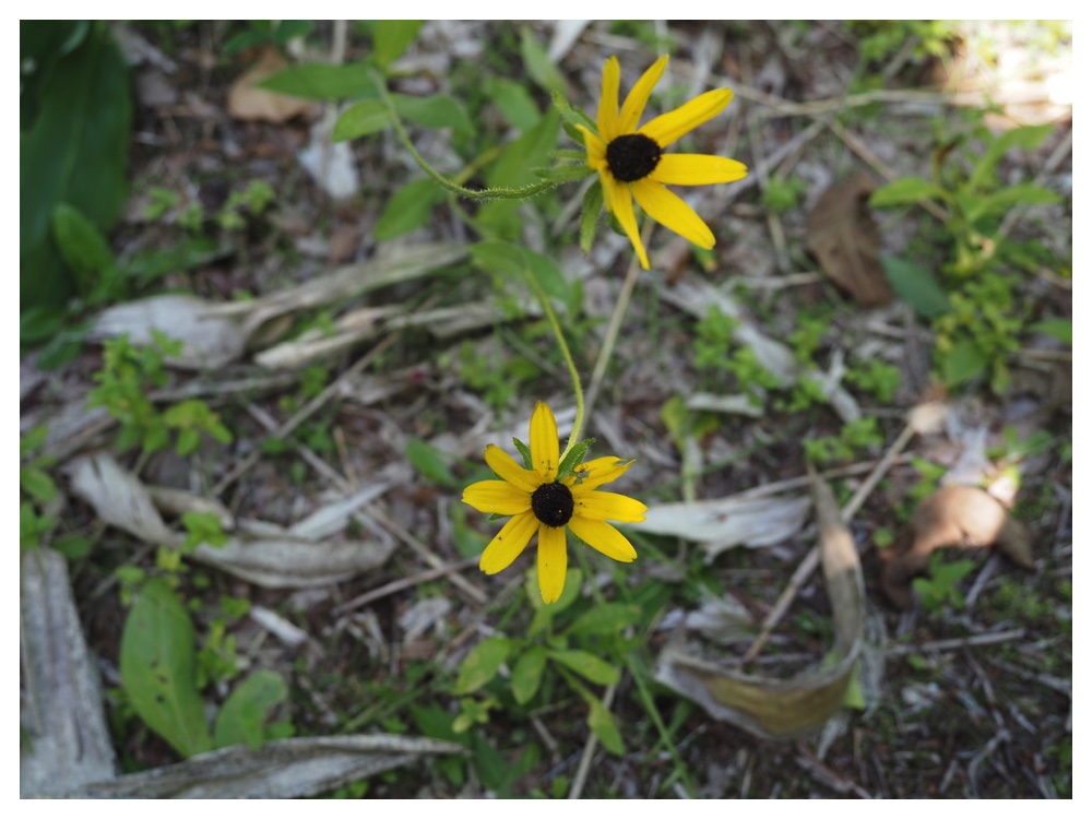 アラゲハンゴンソウ