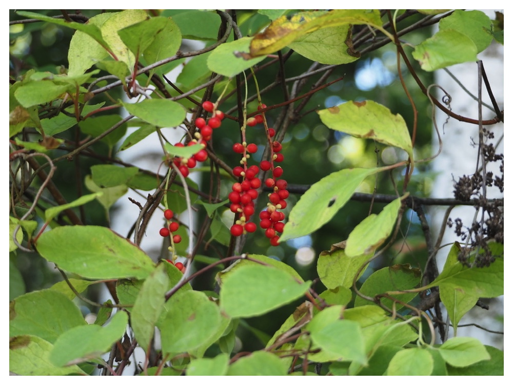 チョウセンゴミシ