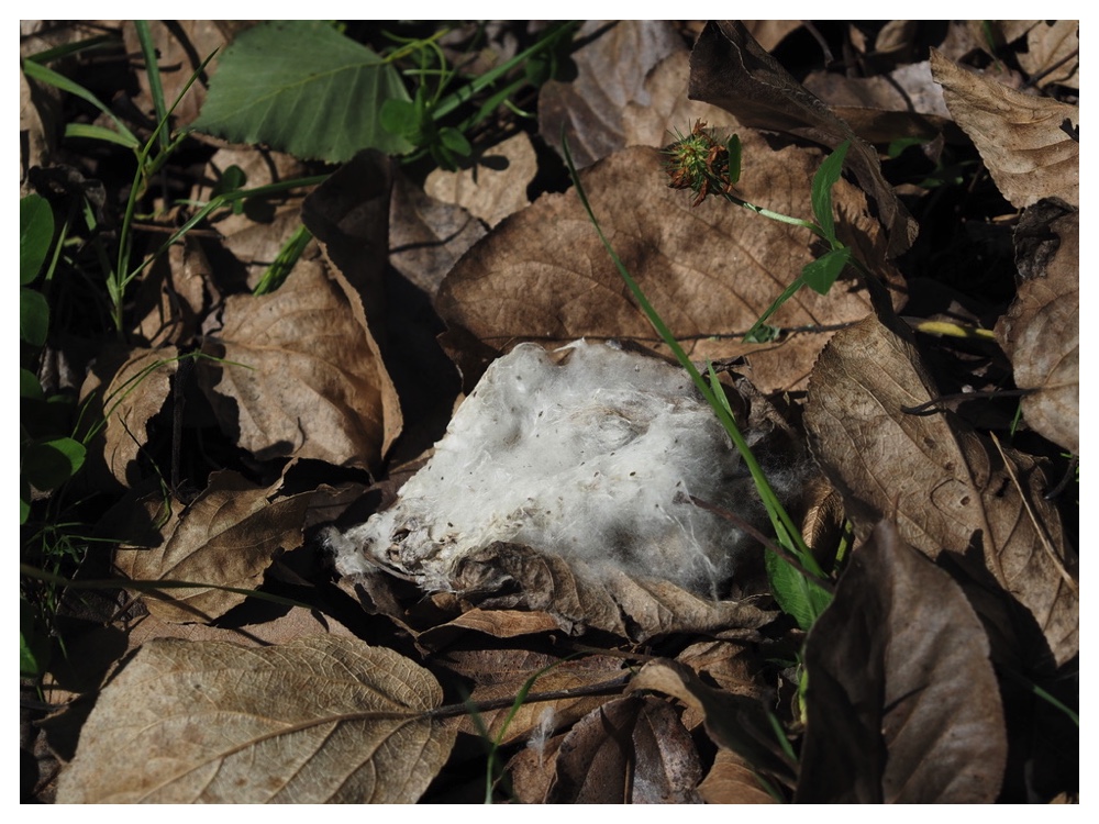 ドロノキの綿毛