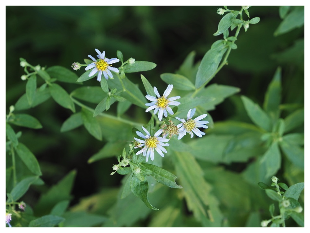 エゾノコンギク