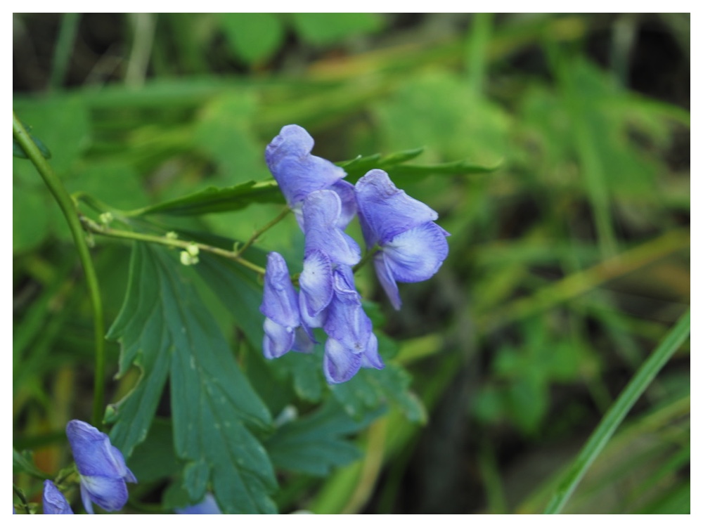 エゾトリカブト