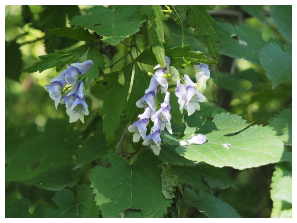 エゾトリカブト