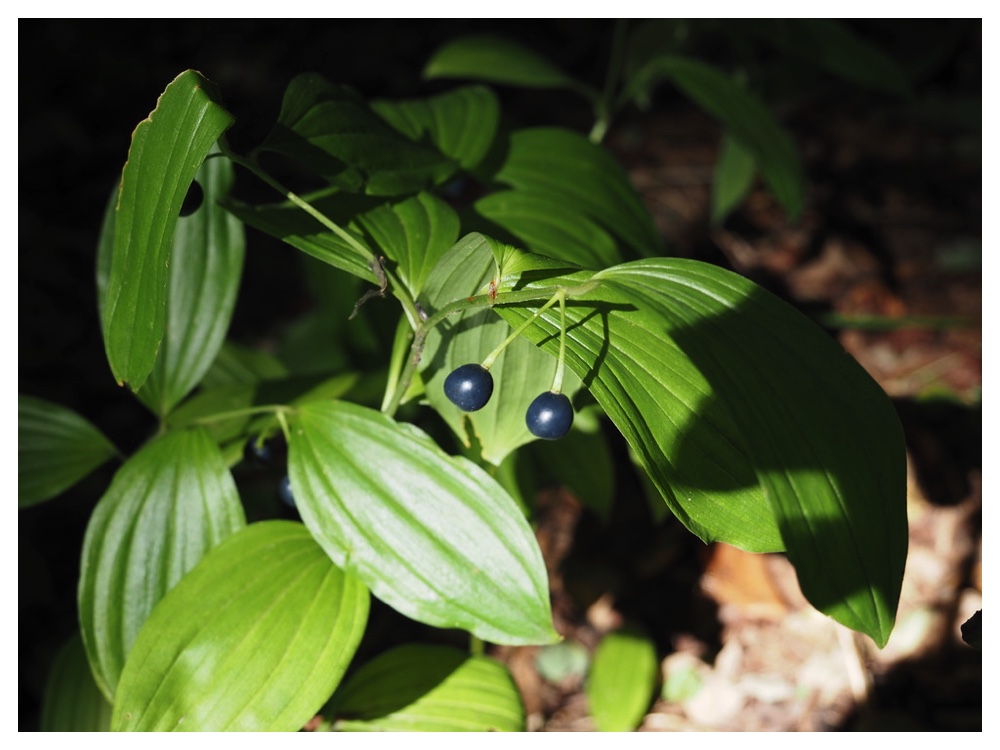 ホウチャクソウの実