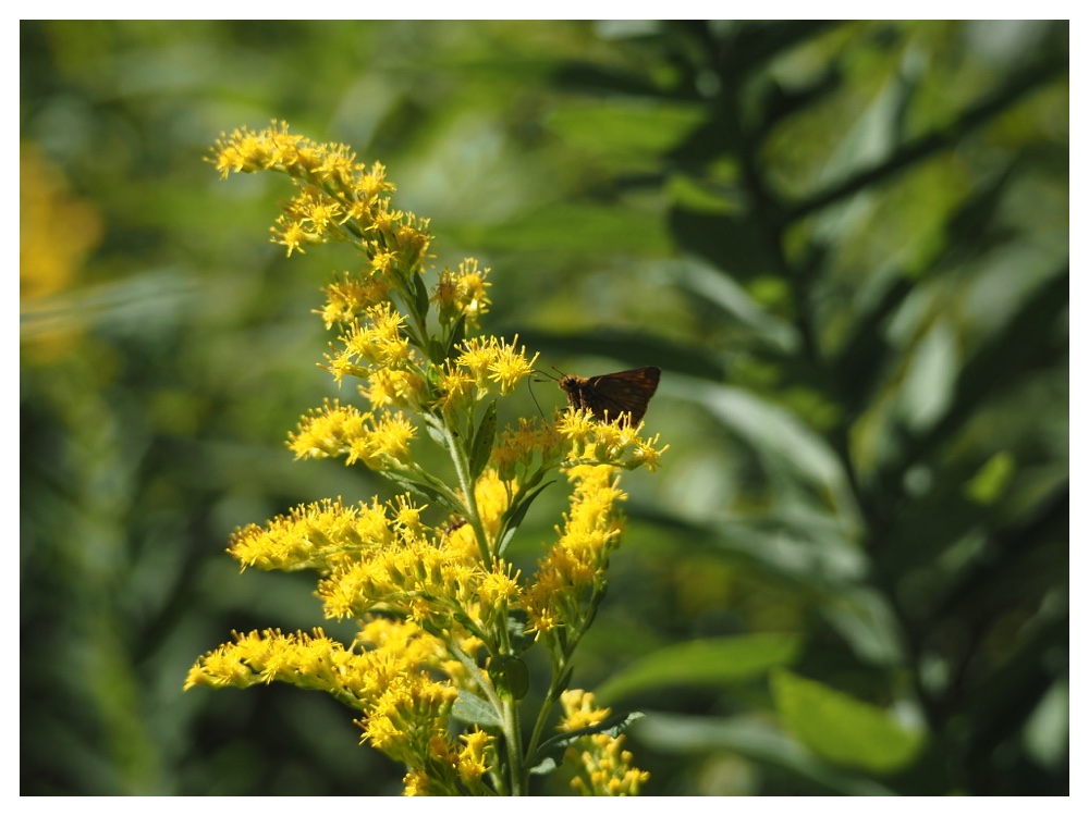 オオアワダチソウ