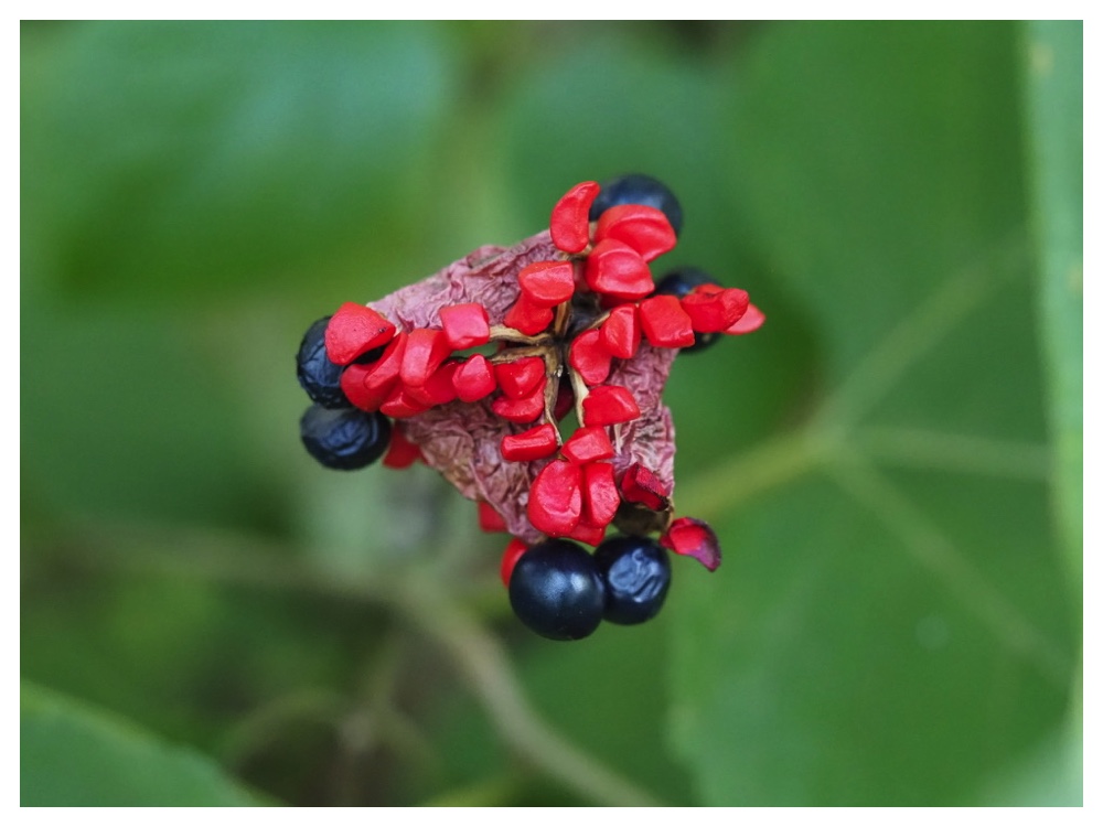 ベニバナヤマシャクヤク