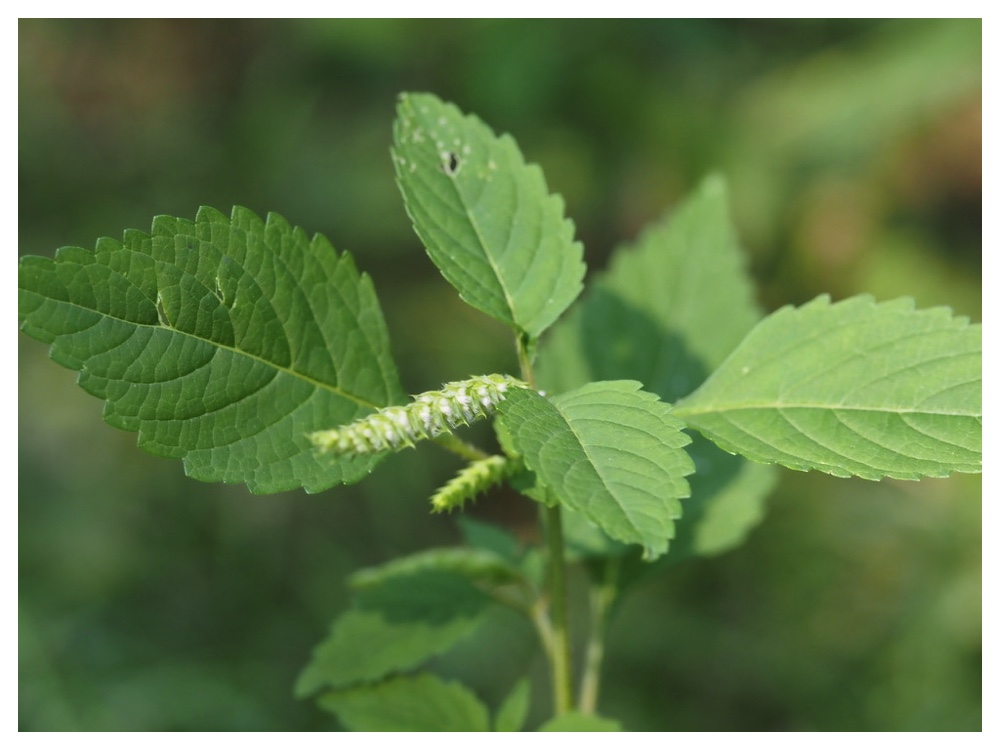 ナギナタコウジュ