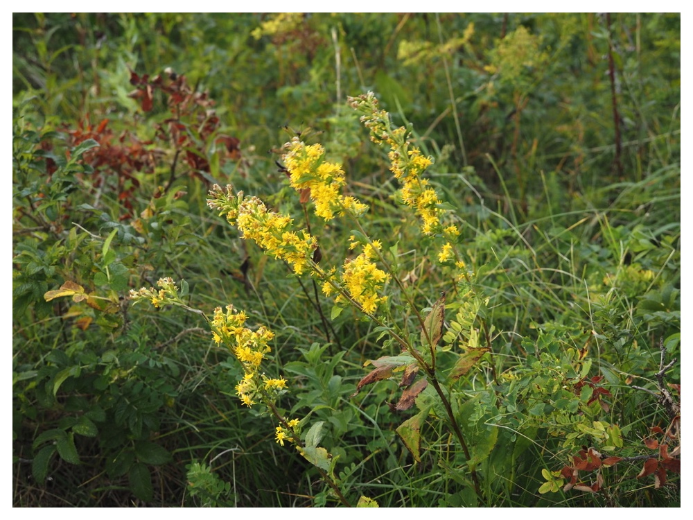 ミヤマアキノキリンソウ