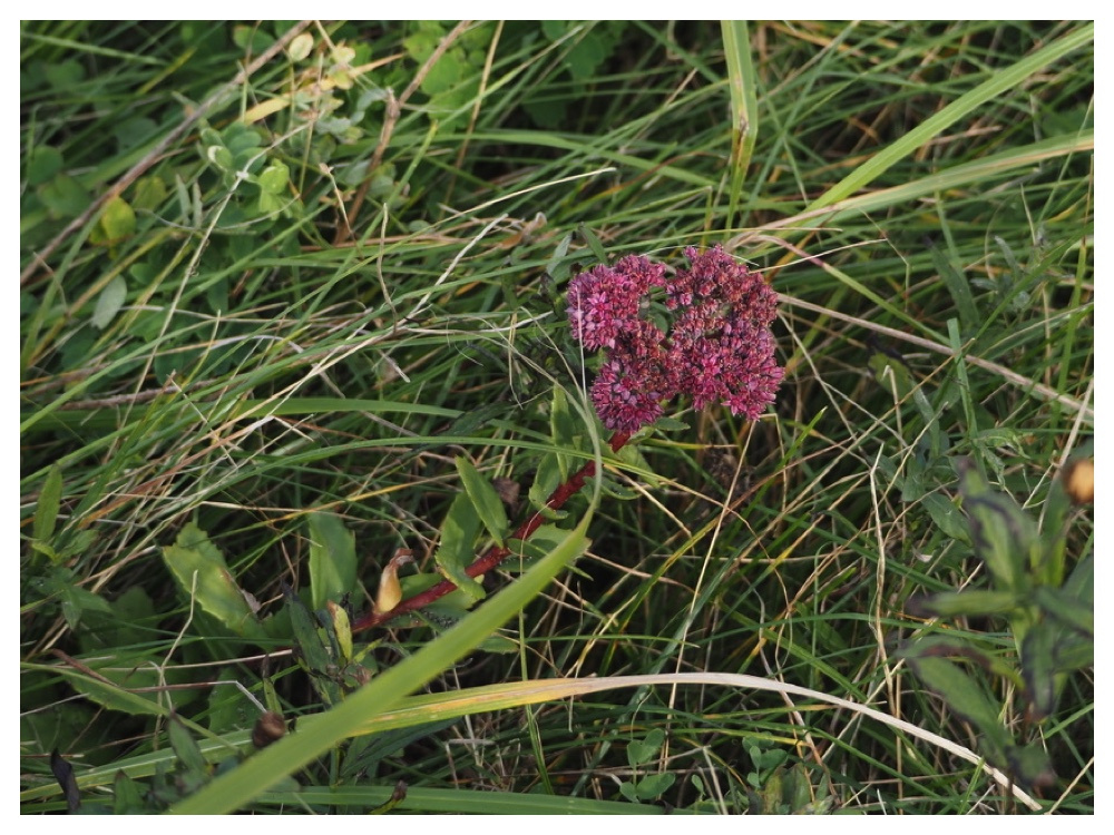 ムラサキベンケイソウ