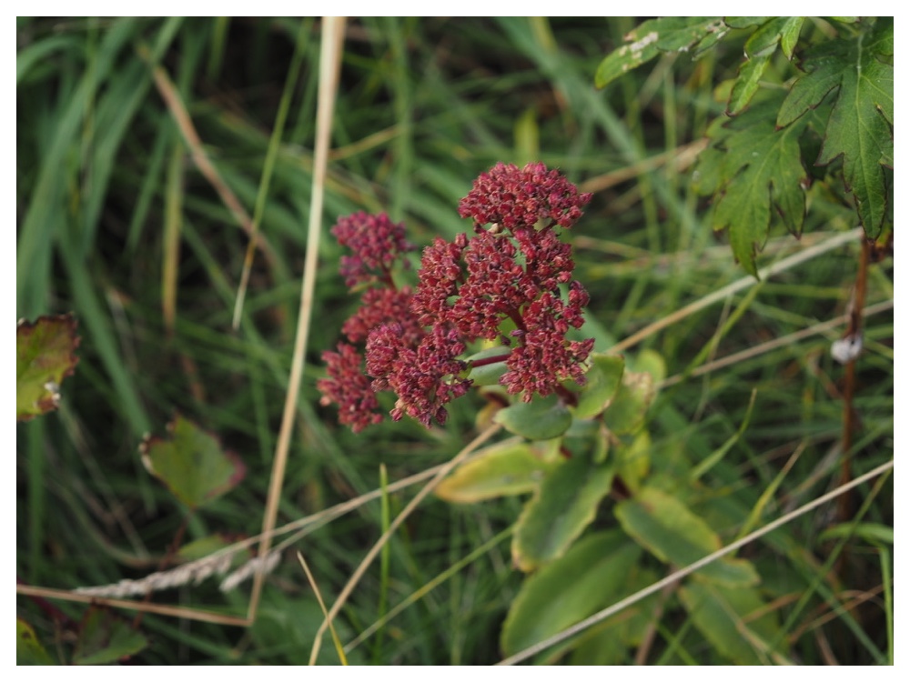 ムラサキベンケイソウ