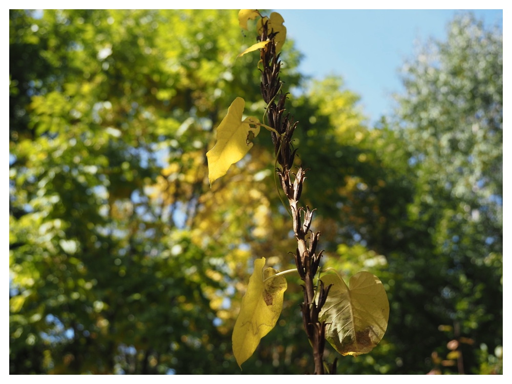 メマツヨイグサ