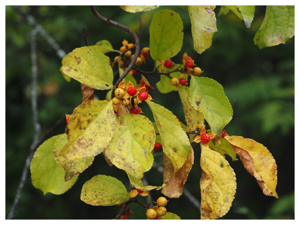 ツルウメモドキ