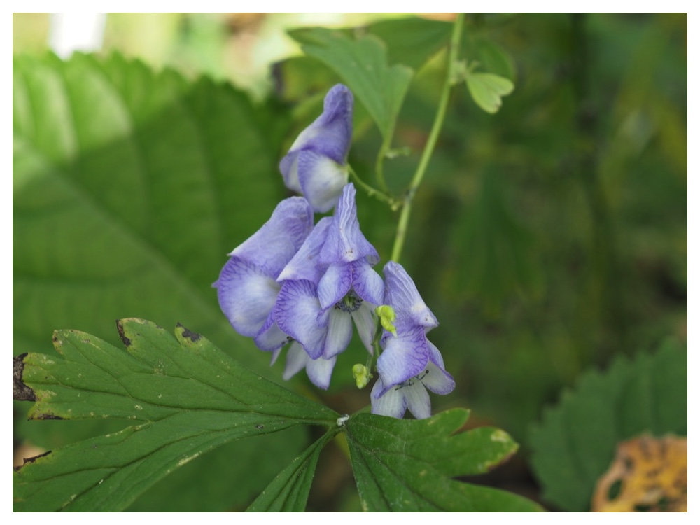 エゾトリカブト