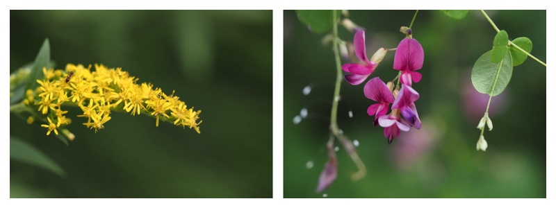 Plants-25_August_cover