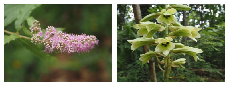 Plants-25_July_cover