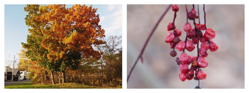 Plants-25_Oct-Nov_cover