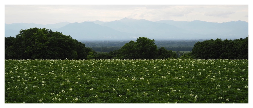 Potato-field_230624