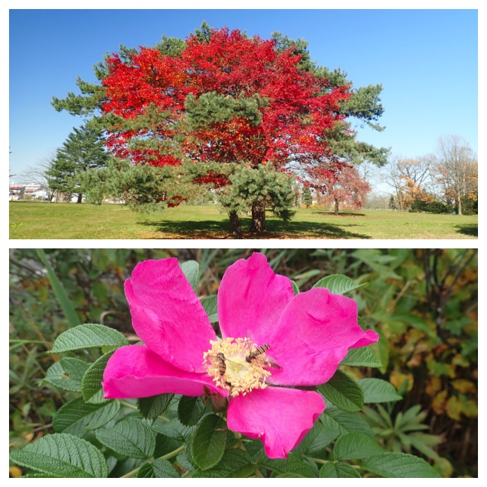 紅葉とハマナス