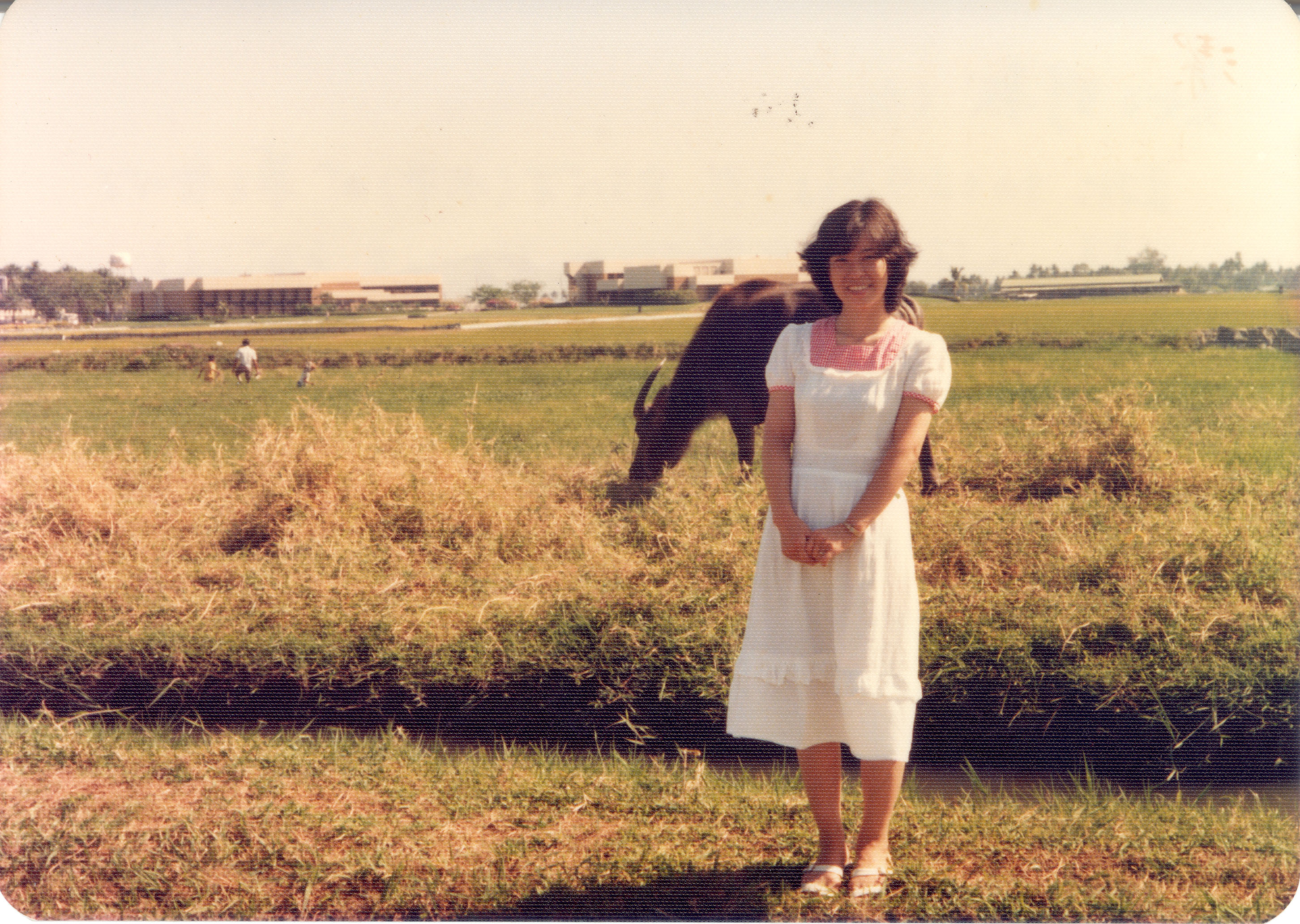 IRRI-field-carabao