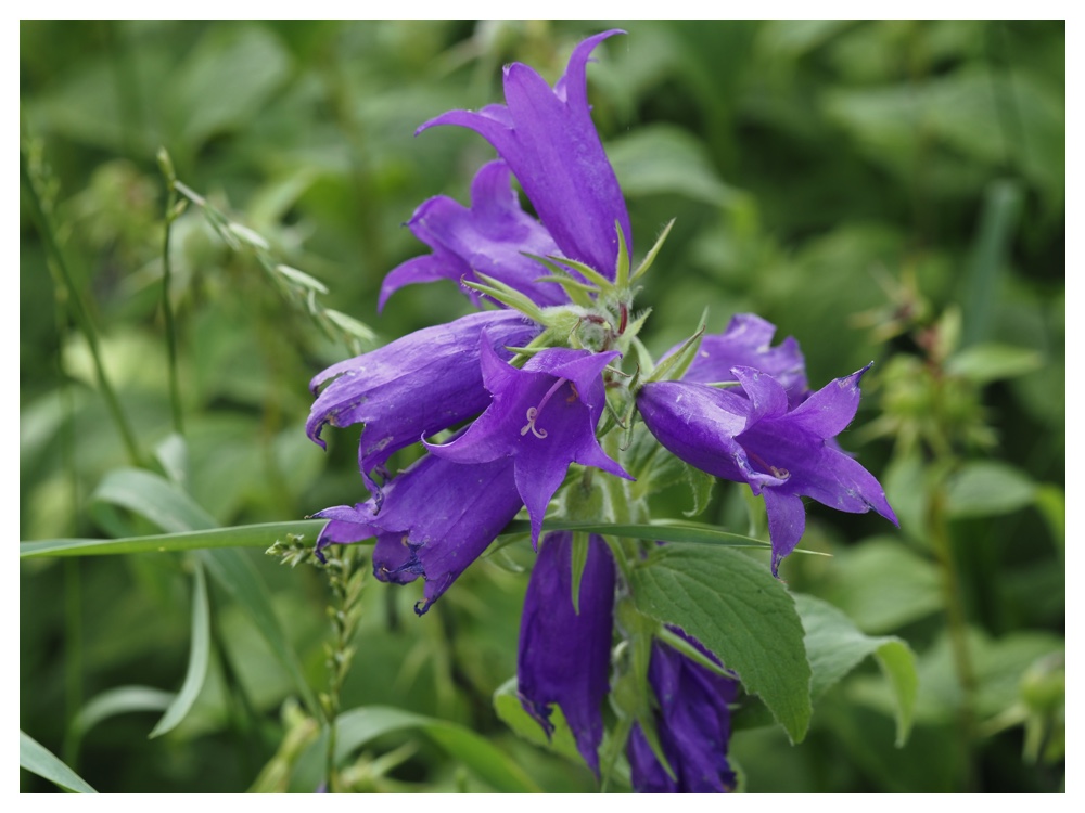 2023-07-03_Campanula