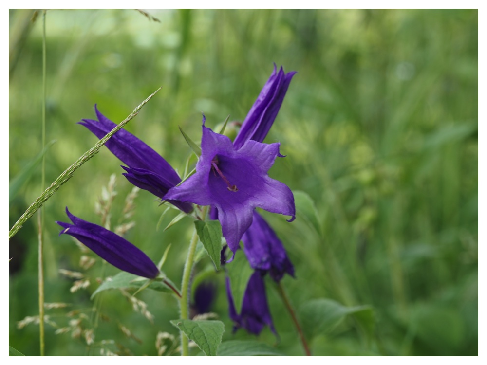 2023-07-03_Campanula2