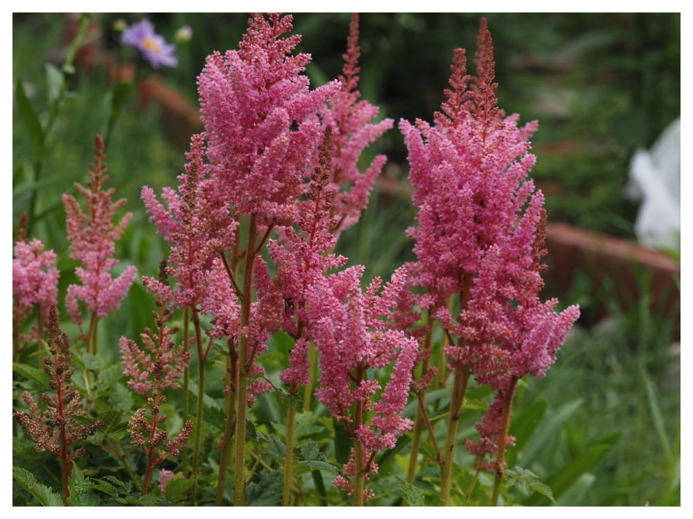 2023-07-12_Astilbe