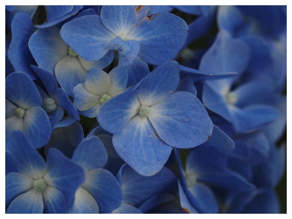 2023-07-12_Hydrangea2