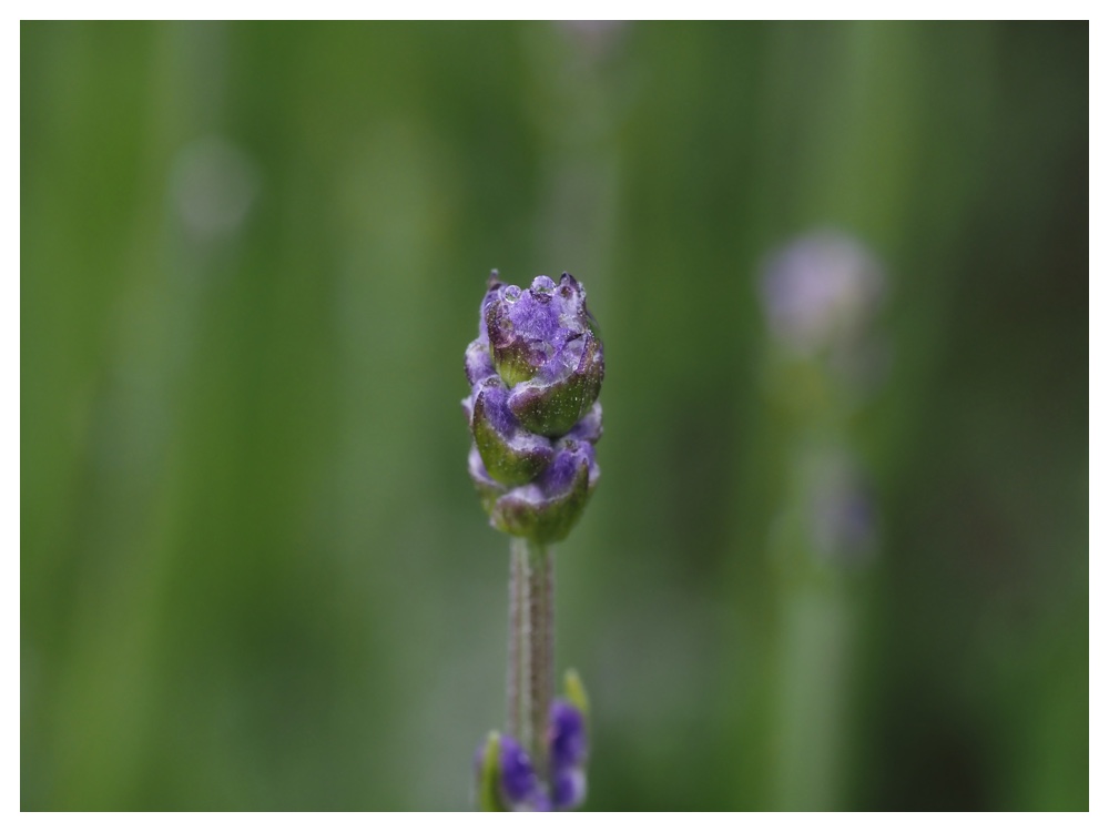 2023-06-09_Lavender