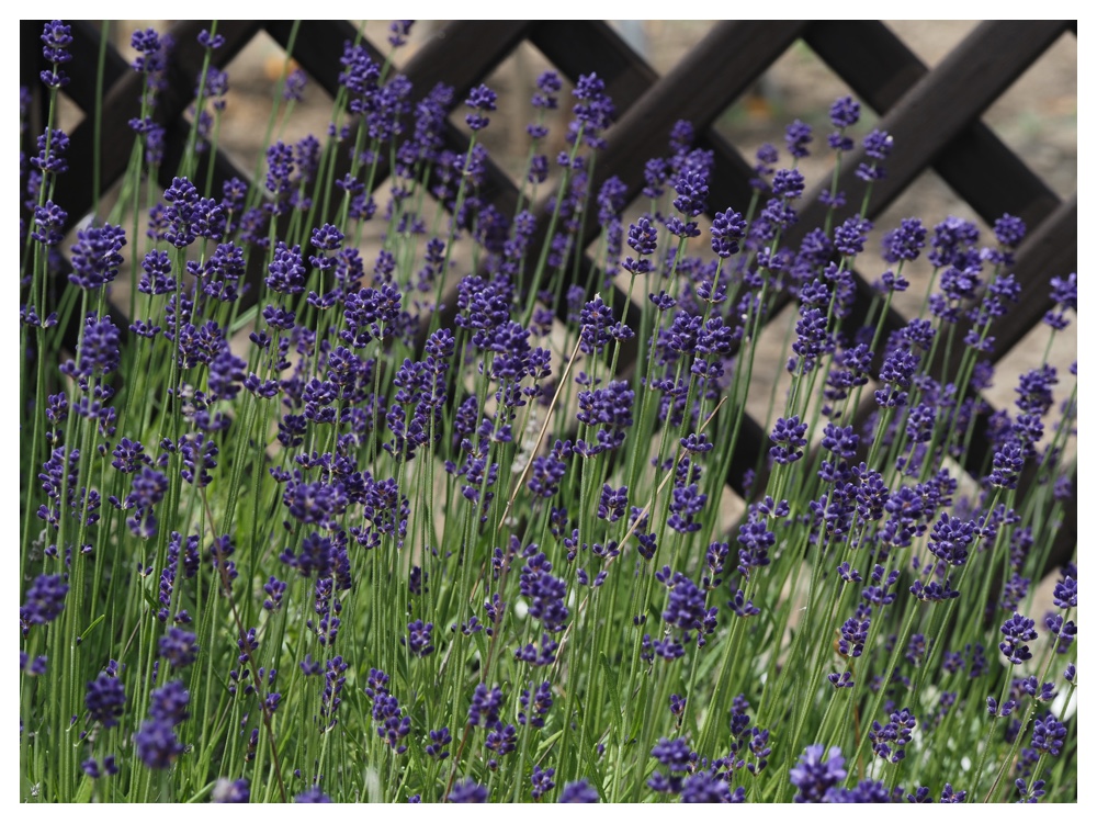 2023-06-28_Lavender