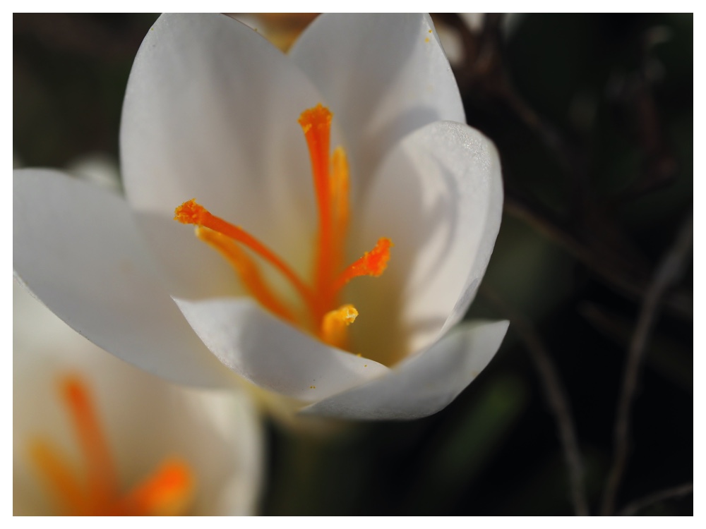 2023-04-05_Crocus